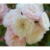 Zwerg-Kletterrose 'Starlet® Alina®'