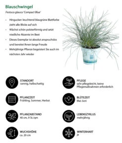 Blauschwingel 'Compact Blue' -Gartenladen Im Freien 7805815 WE IG 001 BlauschwingelCompactBlue