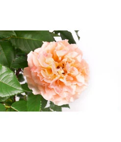 Edelrose 'Augusta Luise®', Stämmchen -Gartenladen Im Freien 7815830 WE DE 001 RoseAugustaLuise4LStamm