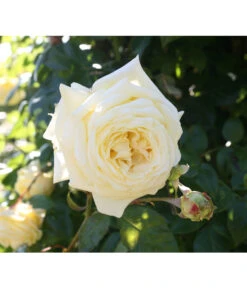 Kletterrosen -Gartenladen Im Freien 7842065 BildD 001 KletterroseElfeElfe