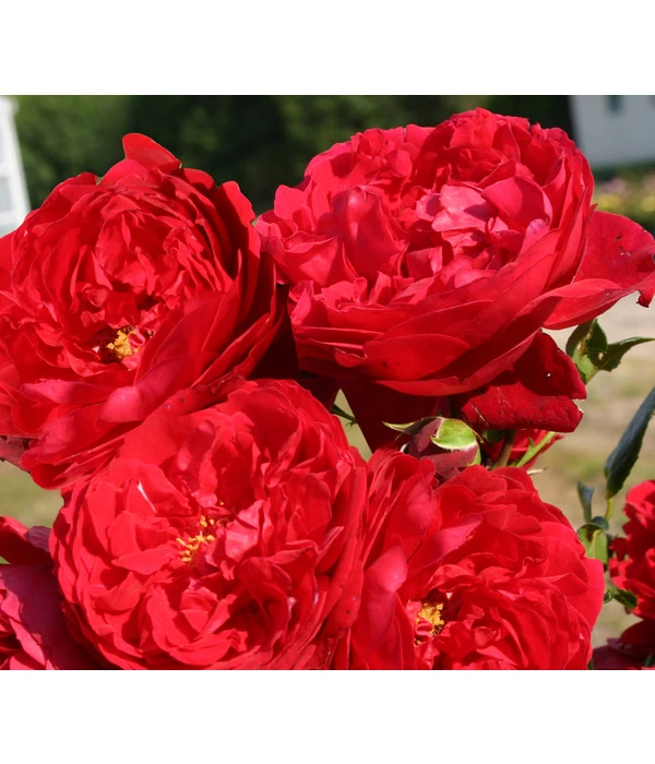 Kletterrose 'Florentina®' 2 Kletterrose 'Florentina®' – Bild 2