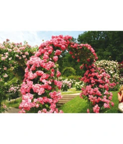 Kletterrosen -Gartenladen Im Freien 7875511 BE MO 002 KletterroseRosariumUetersen