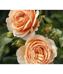 Edelrose 'Tropicana®'