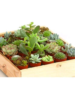 Mini Sukkulenten-Set, Verschiedene Sorten In Holzkiste, 30-teilig -Gartenladen Im Freien 7977366 WE DE 001 MiniSukkulenten30erMixMitHolzkisteT3DehnerExpressHerzig