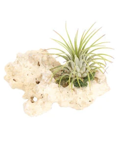 Tillandsien-Arrangement Auf Sansibar Rock - Tillandsia Hybride, 2-teilig