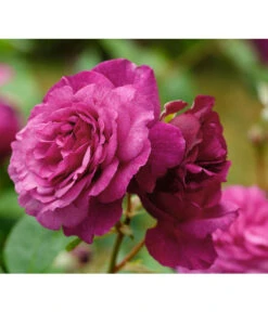 Beetrose 'Kaffe Fassett®' -Gartenladen Im Freien 7988181 PR DE 001 EdelroseKaffeFassettTantau