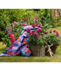 Beetrose 'Kaffe Fassett®' -Gartenladen Im Freien 7988181 PR DE 003 EdelroseKaffeFassettTantau