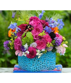 Beetrose 'Kaffe Fassett®' -Gartenladen Im Freien 7988181 PR DE 004 EdelroseKaffeFassettTantau