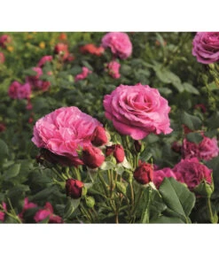 Beetrose 'Kaffe Fassett®' -Gartenladen Im Freien 7988181 PR DE 006 EdelroseKaffeFassettTantau