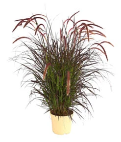 Lampenputzergras 'Chelsea'