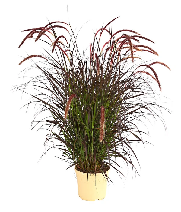 Lampenputzergras 'Chelsea' 1 Lampenputzergras 'Chelsea'