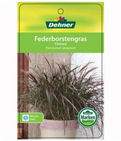Lampenputzergras 'Chelsea' 6 Lampenputzergras 'Chelsea' -Gartenladen Im Freien 8015687 PennisetumChelseaEtikett1