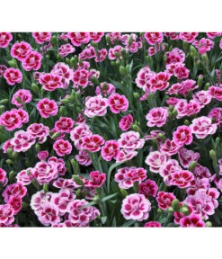 Garten-Nelke 'Pink Kisses®', Schale 11 Garten-Nelke 'Pink Kisses®', Schale -Gartenladen Im Freien 8016297 WE DE 001 DianthusPinkKissesSchaleSelecta