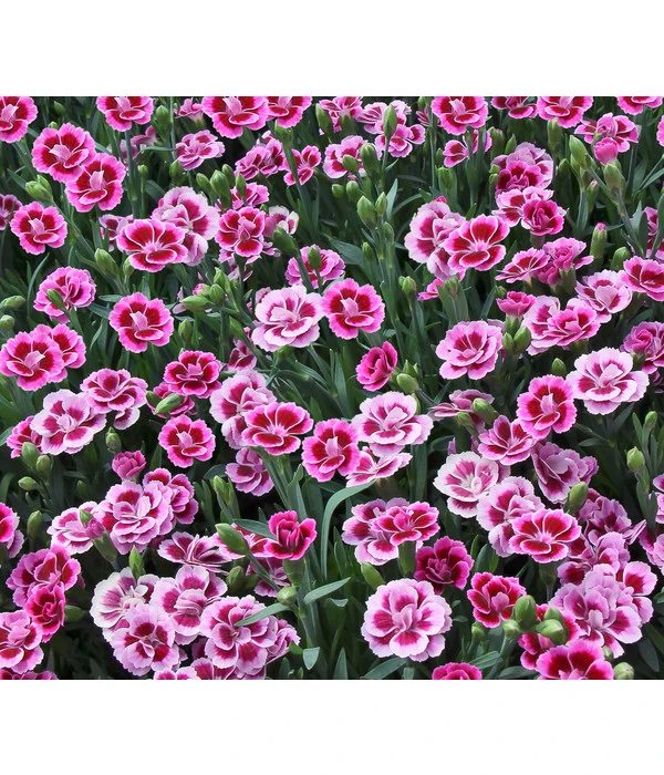 Garten-Nelke 'Pink Kisses®', Schale 6 Garten-Nelke 'Pink Kisses®', Schale – Bild 6