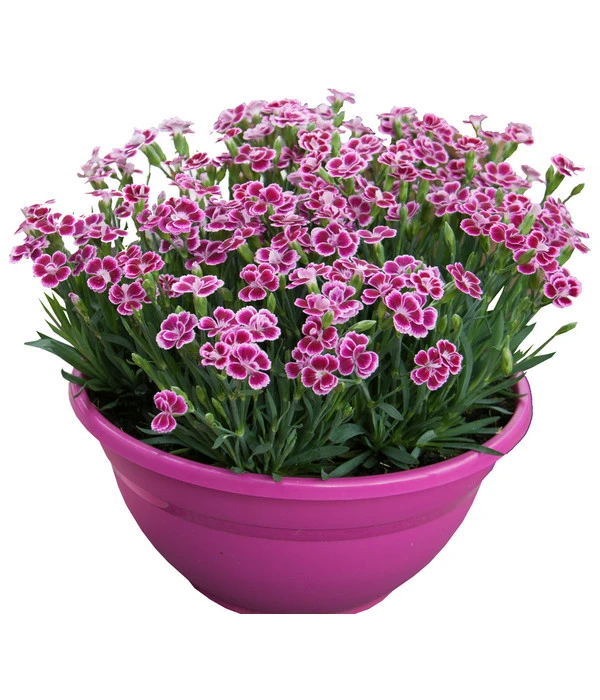Garten-Nelke 'Pink Kisses®', Schale 2 Garten-Nelke 'Pink Kisses®', Schale – Bild 2
