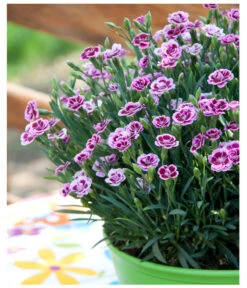 Garten-Nelke 'Pink Kisses®', Schale 8 Garten-Nelke 'Pink Kisses®', Schale -Gartenladen Im Freien 8016297 WE MO 001 DianthusPinkKissesSchaleSelecta