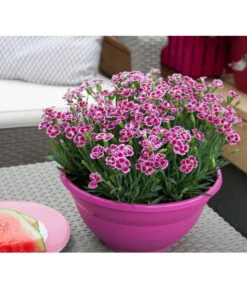 Garten-Nelke 'Pink Kisses®', Schale