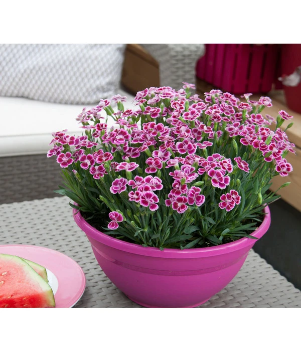 Garten-Nelke 'Pink Kisses®', Schale 1 Garten-Nelke 'Pink Kisses®', Schale