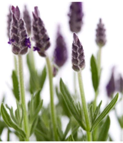 Schopf-Lavendel -Gartenladen Im Freien 8017014 WE DE 001 LavendelSchopflavendelLavandulaStoechasT13DehnerExpressZS