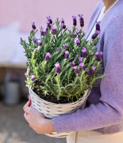 Schopf-Lavendel -Gartenladen Im Freien 8017014 WE MO 001 LavendelKorb