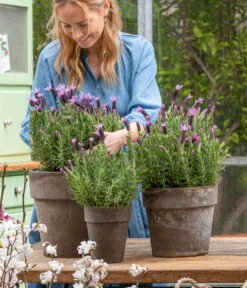 Schopf-Lavendel -Gartenladen Im Freien 8017014 WE MO 001 SchopfLavendelStoechas