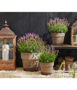 Schopf-Lavendel -Gartenladen Im Freien 8017014 WE MO 001 Schopflavendel