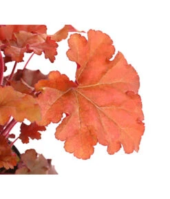 Purpurglöckchen 'Boysenberry' -Gartenladen Im Freien 8025983 PR DE 001 HeucheraCherryColaT15DehnerExpressHerzig