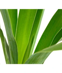 Kerzen-Palmlilie - Palmlilie 7 Kerzen-Palmlilie - Palmlilie -Gartenladen Im Freien 8028854 WE DE 001 PalmlilieYuccaGloriosa3LDehnerExpressHerzig