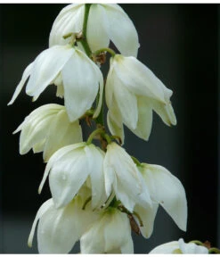 Kerzen-Palmlilie - Palmlilie 6 Kerzen-Palmlilie - Palmlilie -Gartenladen Im Freien 8028854 WE MO 001 YuccaPalmliliePixabay