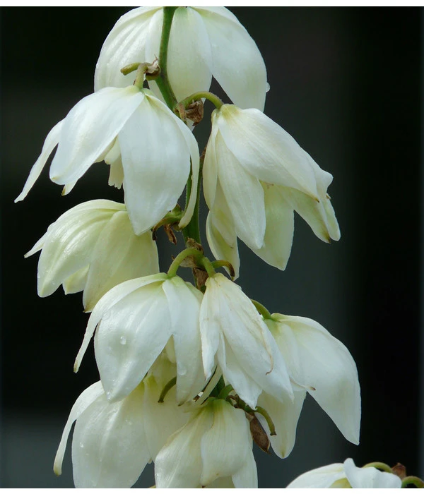 Kerzen-Palmlilie - Palmlilie 3 Kerzen-Palmlilie - Palmlilie – Bild 3