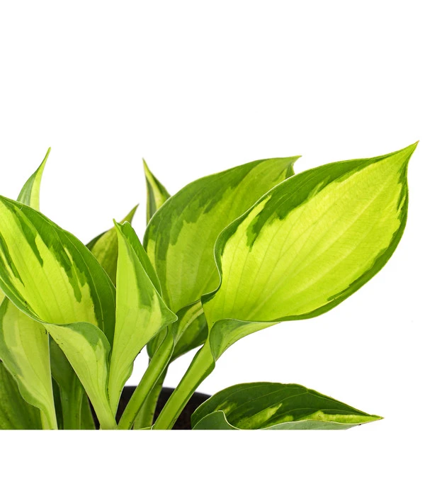 Funkie 'Whirlwind' 2 Funkie 'Whirlwind' – Bild 2