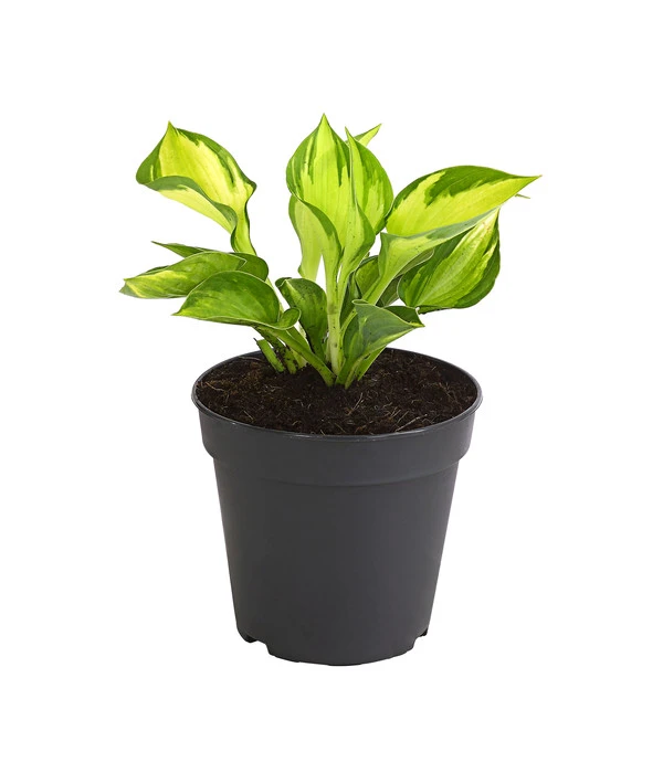 Funkie 'Whirlwind' 1 Funkie 'Whirlwind'