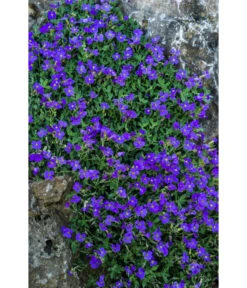 Blaukissen -Gartenladen Im Freien 8030793 WE DE 001 AubrietaBlaukissenLucknerMai2015