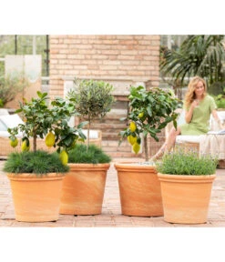 Blauschwingel 'Compact Blue' -Gartenladen Im Freien 8037780 7120942 8092108 3697612 WE MO 001 SpaetsommerTerrasseCitrusOliveLavandulaFestuca