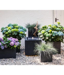 Blauschwingel 'Compact Blue' -Gartenladen Im Freien 8037780 7222805 WE MO 001 BauerhortensieHydragenaMacrophylla