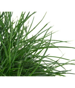 Blauschwingel 'Compact Blue' -Gartenladen Im Freien 8037780 WE DE 001 FestucaGlaucaIntenseBlueT11Blauschwingel