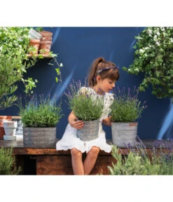 Duftlavendel, 6er-Schale -Gartenladen Im Freien 8092108 WE MO 03 LavendelT13 GC14 2020 02