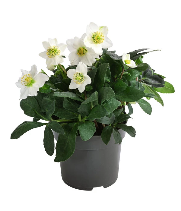 Christrose 2 Christrose – Bild 2