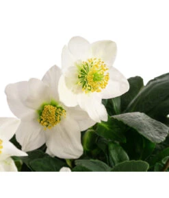 Christrose 7 Christrose -Gartenladen Im Freien 8095267 WE DE 002 Christrose