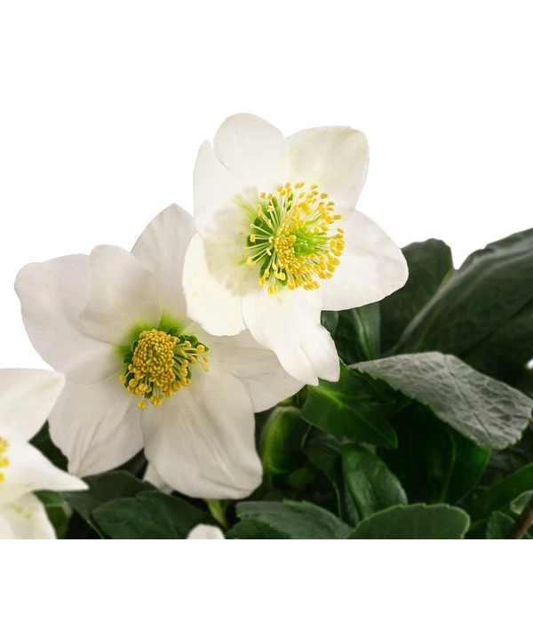 Christrose 4 Christrose – Bild 4