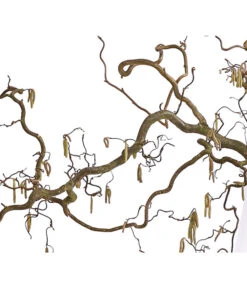 Korkenzieher-Hasel 'Contorta' -Gartenladen Im Freien 8149080 WE DE 001 KorkenzieherhaselBio100 120cmDehnerExpressHerzig