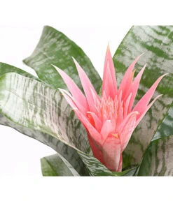 Lanzenrosette - Aechmea Fasciata -Gartenladen Im Freien 8200636 WE DE 001 LanzenrosetteAechmeaPrimeraT15DehnerExpressHerzig