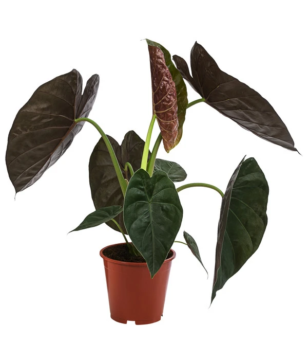 Pfeilblatt - Alocasia 'Wentii' 1 Pfeilblatt - Alocasia 'Wentii'