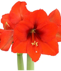 Amaryllis - Hippeastrum 'Superzwiebel' -Gartenladen Im Freien 8201618 PR DE 001 AmaryllisHippeastrumRittersternSuperzwiebelT17DehnerExpressHerzig