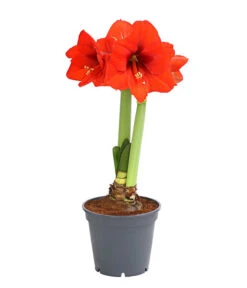 Amaryllis - Hippeastrum 'Superzwiebel'