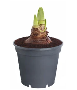 Amaryllis - Hippeastrum 'Superzwiebel' -Gartenladen Im Freien 8201618 PR FS 001 HippeastrumAmaryllisSuperzwiebelT17OhneBlueteDehnerExpressZS