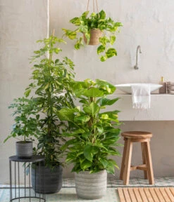 Dehner Seegras-Ampel Igmar -Gartenladen Im Freien 820183 WE MO 001 ScheffleraAboricolaT21