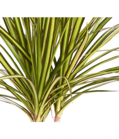 Drachenbaum - Dracaena Marginata 'Sunray' -Gartenladen Im Freien 8204562 PR DE 001 DracaenaSunrayDehnerZS