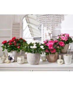 Zimmerazalee - Rhododendron Simsii, Sonderfarben -Gartenladen Im Freien 8205106 8205221 8205148 8205163 PR MO 001 AzaleenAzaleaT12UveSauer