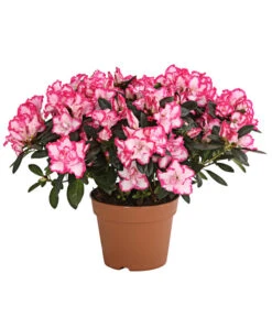 Zimmerazalee - Rhododendron Simsii, Sonderfarben -Gartenladen Im Freien 8205106 PR FS 001 AzaleeAzaleaSonderfarbeT12DehnerExpressHerzig